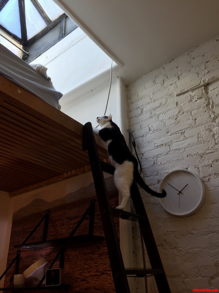 Help How Can I Cat Proof This Ladder