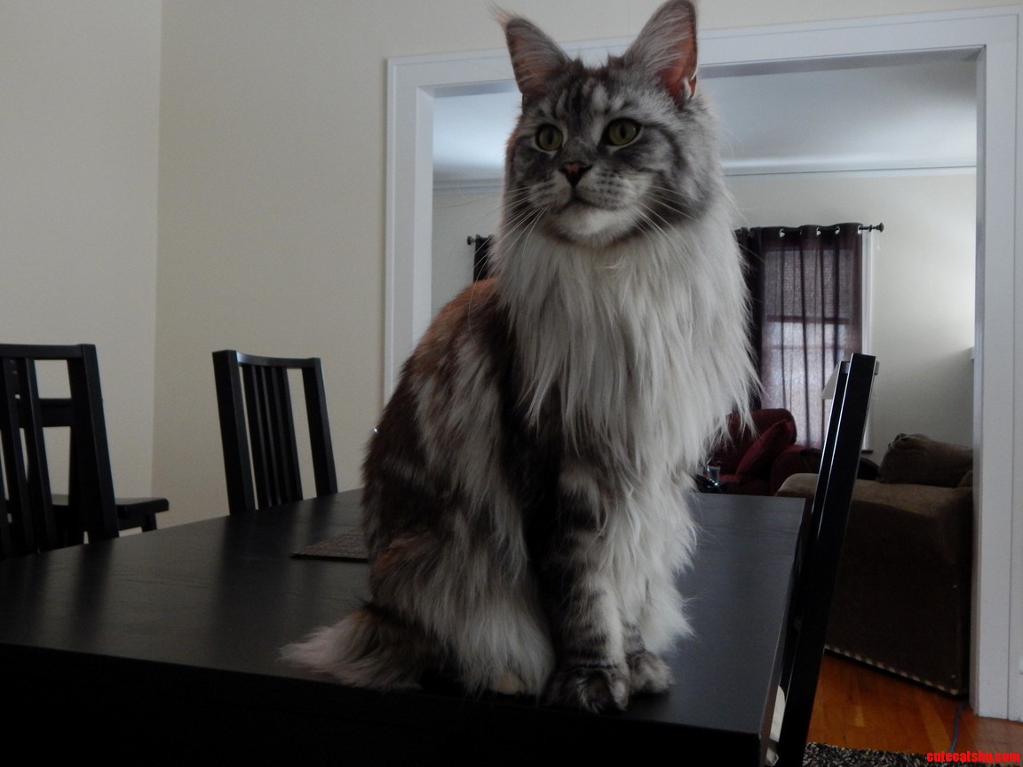 Her Winter Coat Is in Full Effect