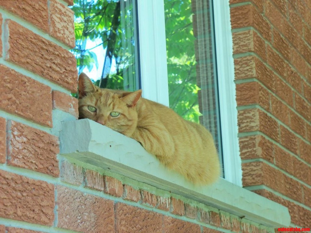 Heres Garfield My Handsome Cat Enjoying the Sun Last Summer