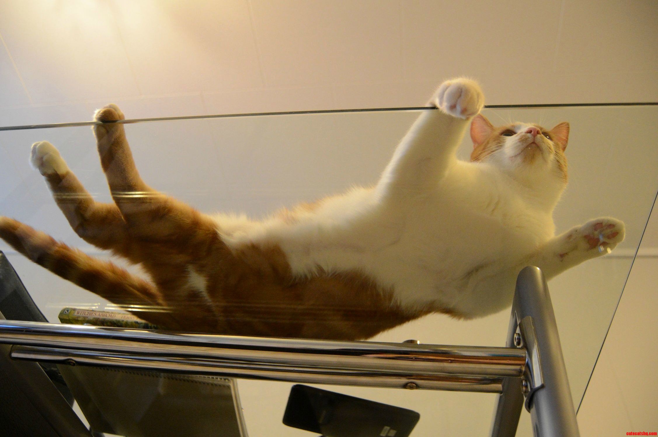 Hes a Pretty Large Cat