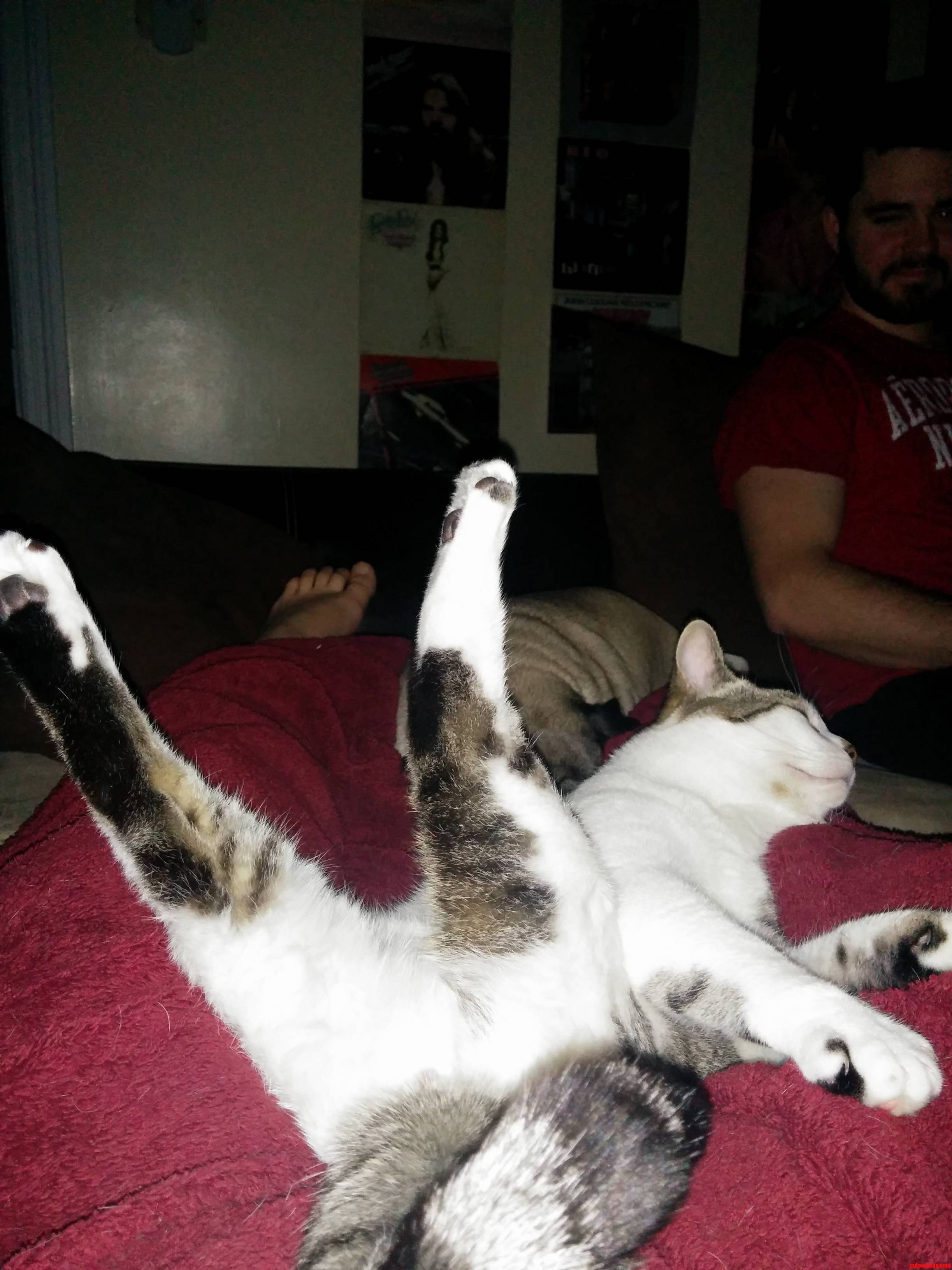 How My Cat Decides to Lay Down