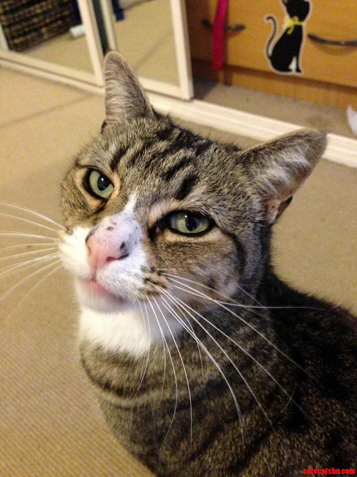 I Adopted Him When He Was 3yrs Old. Hes 12 Today. This Is Salem at His Most Handsome.