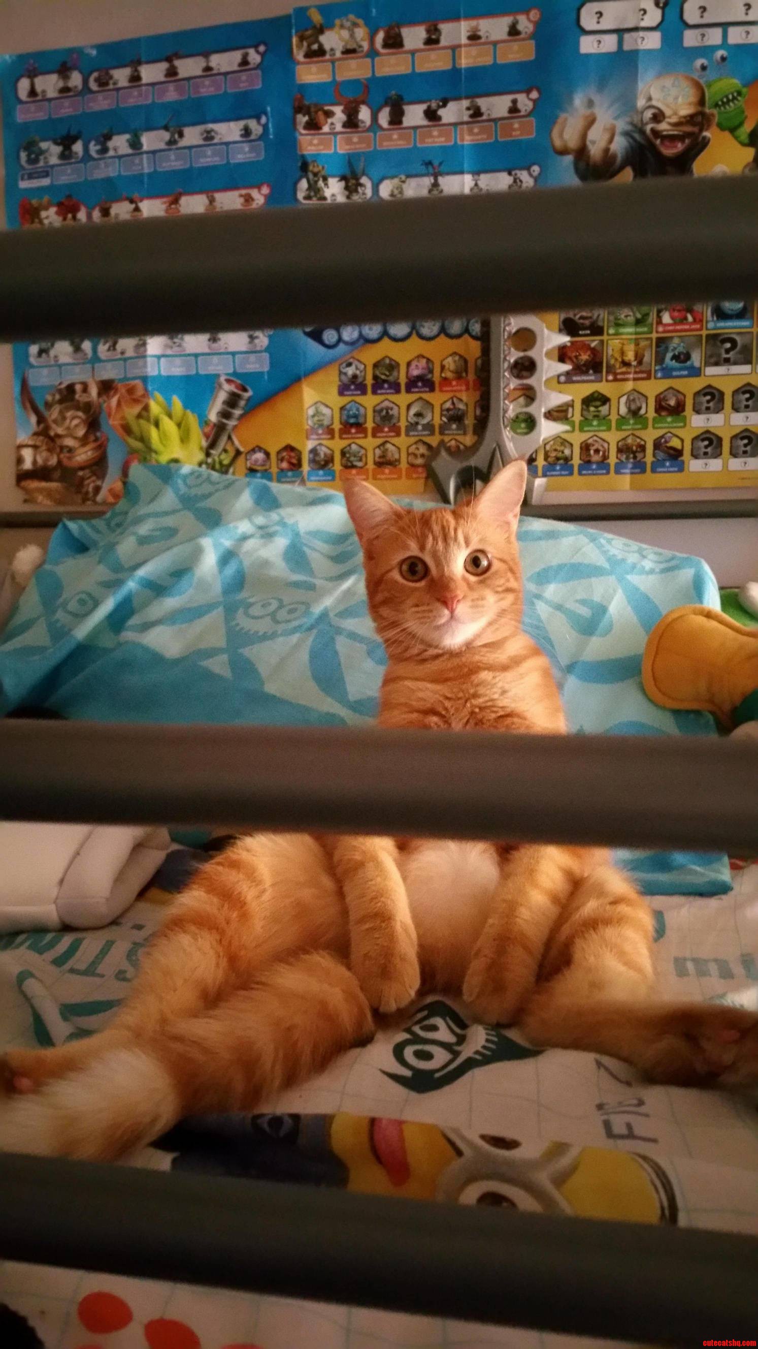 I Was Looking for My Cat All Day and Found Her on My Sons Bed Like This.