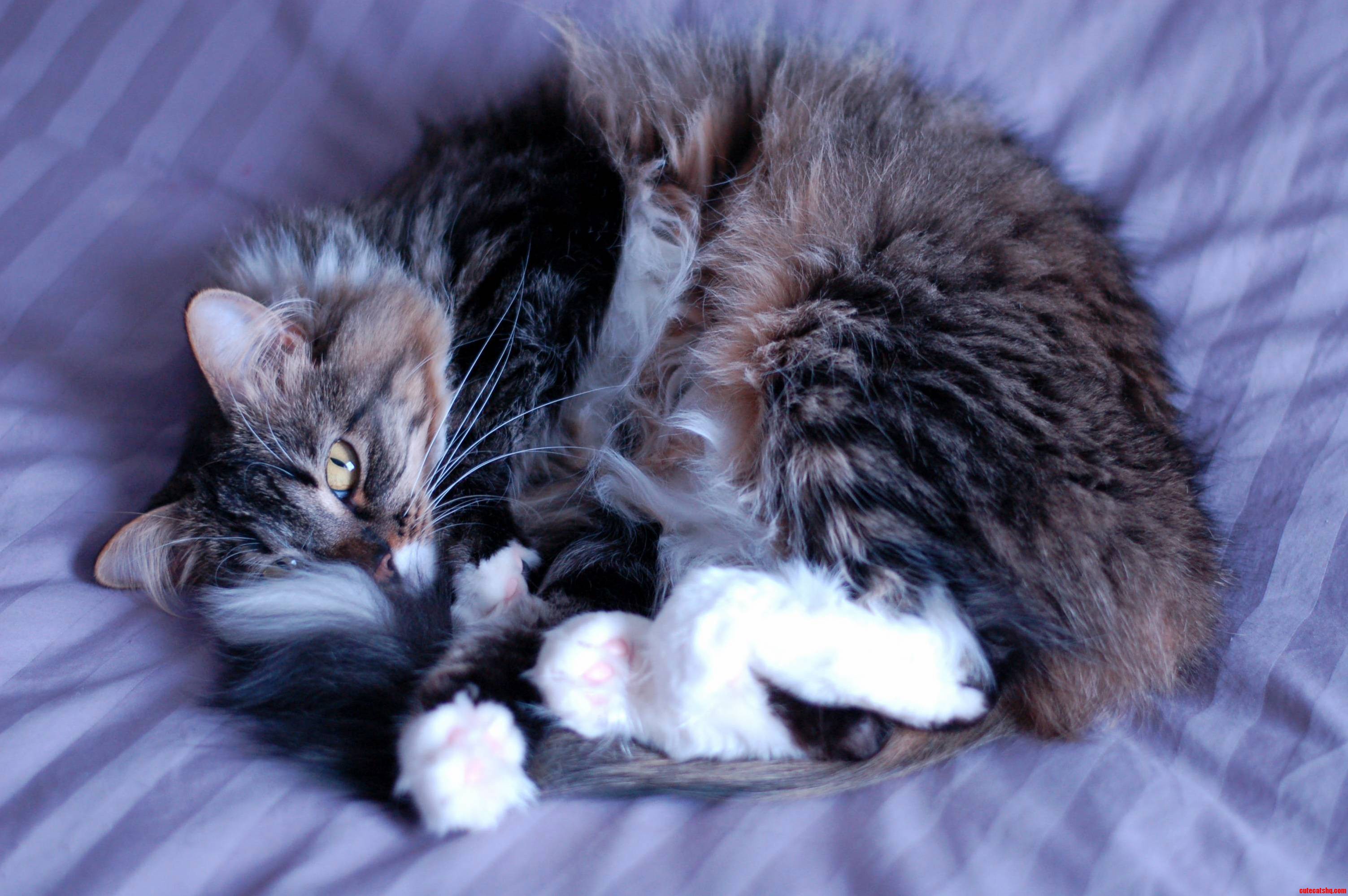 Irresistible Snuggles