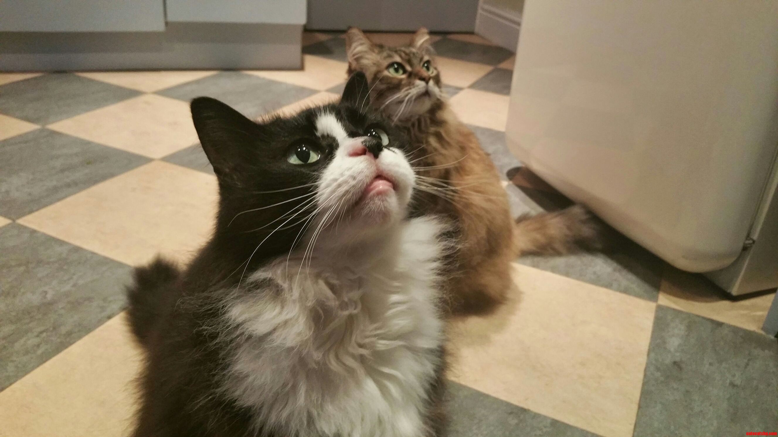 Is That Food I See