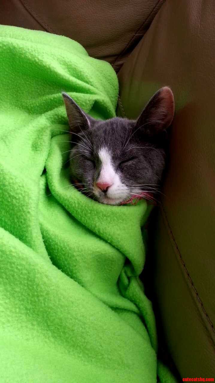Just Adopted Her. She Seems to Be Settling in