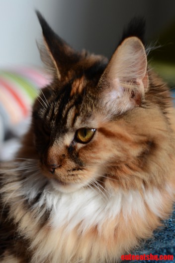 Just Another Maine Coon Kitten