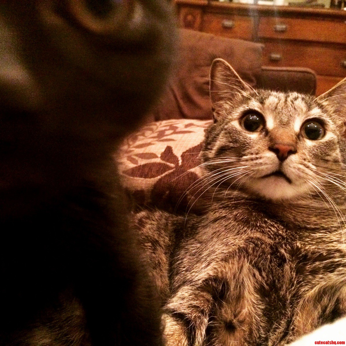 Kitteh Photobomb