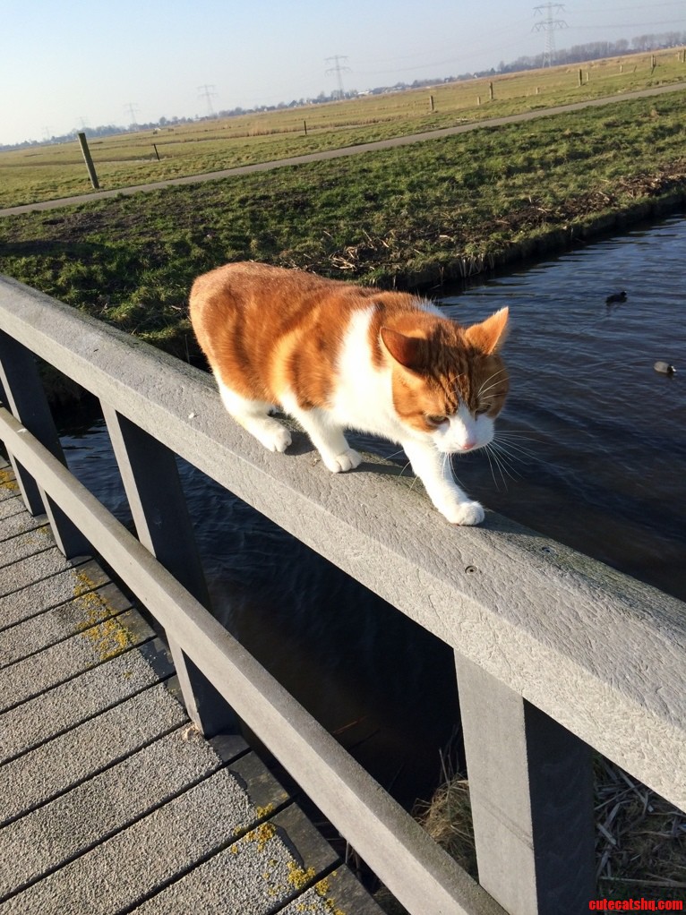 Made a Friend on My Walk