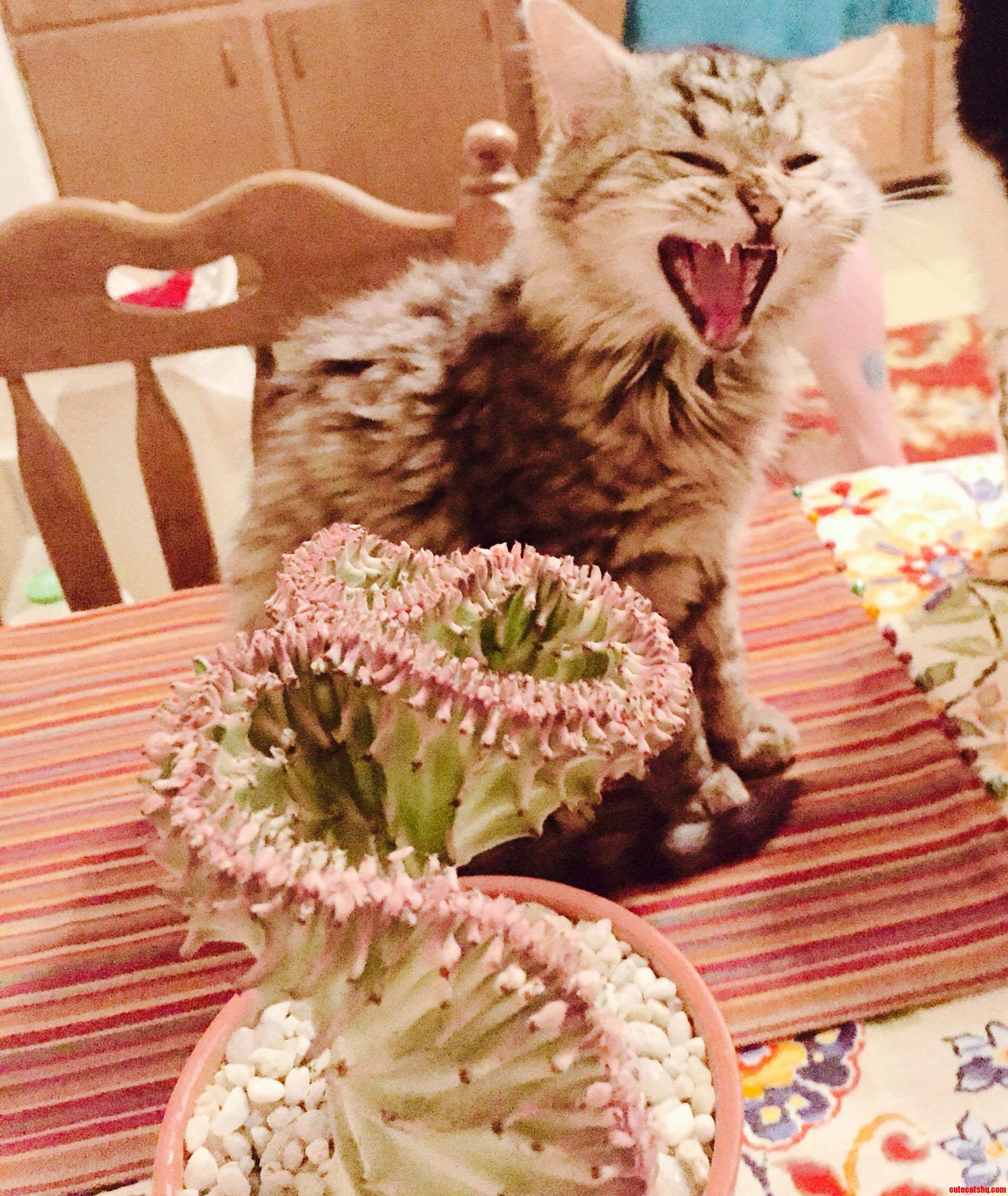Max Likes to Pretend Hes a Lion.