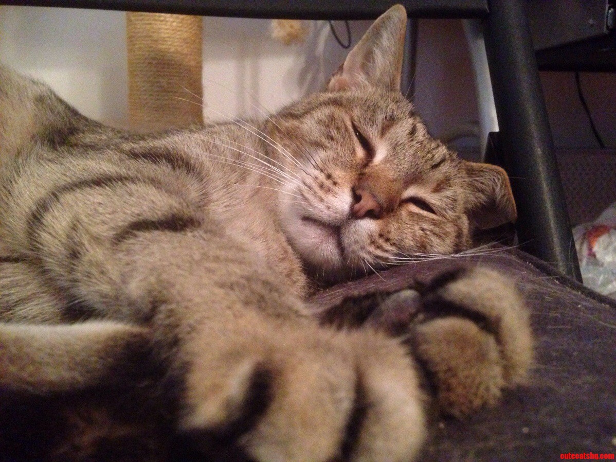 Meet Maxwell
