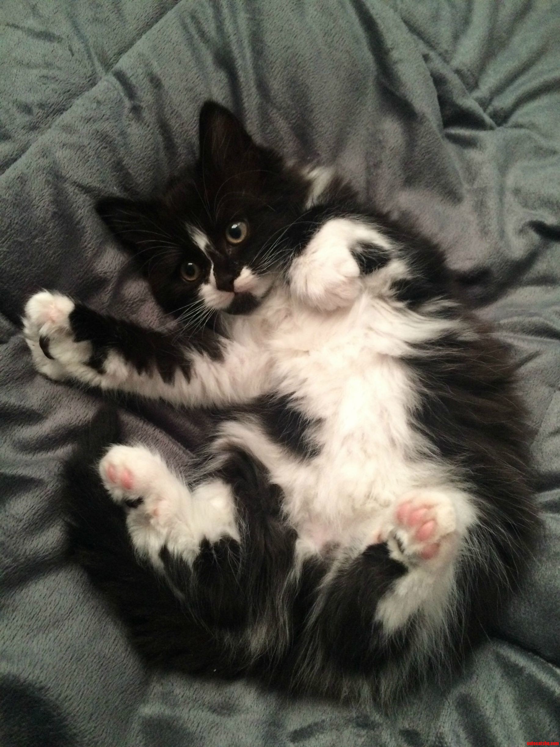 Meet Sebbie. and Prepare to Fall in Love.