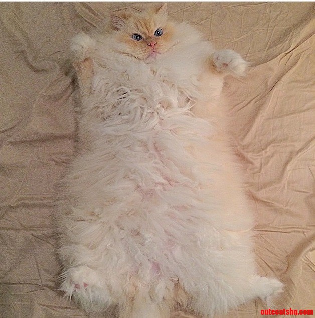 Meet Sky the Ragdoll the Carpet Cat