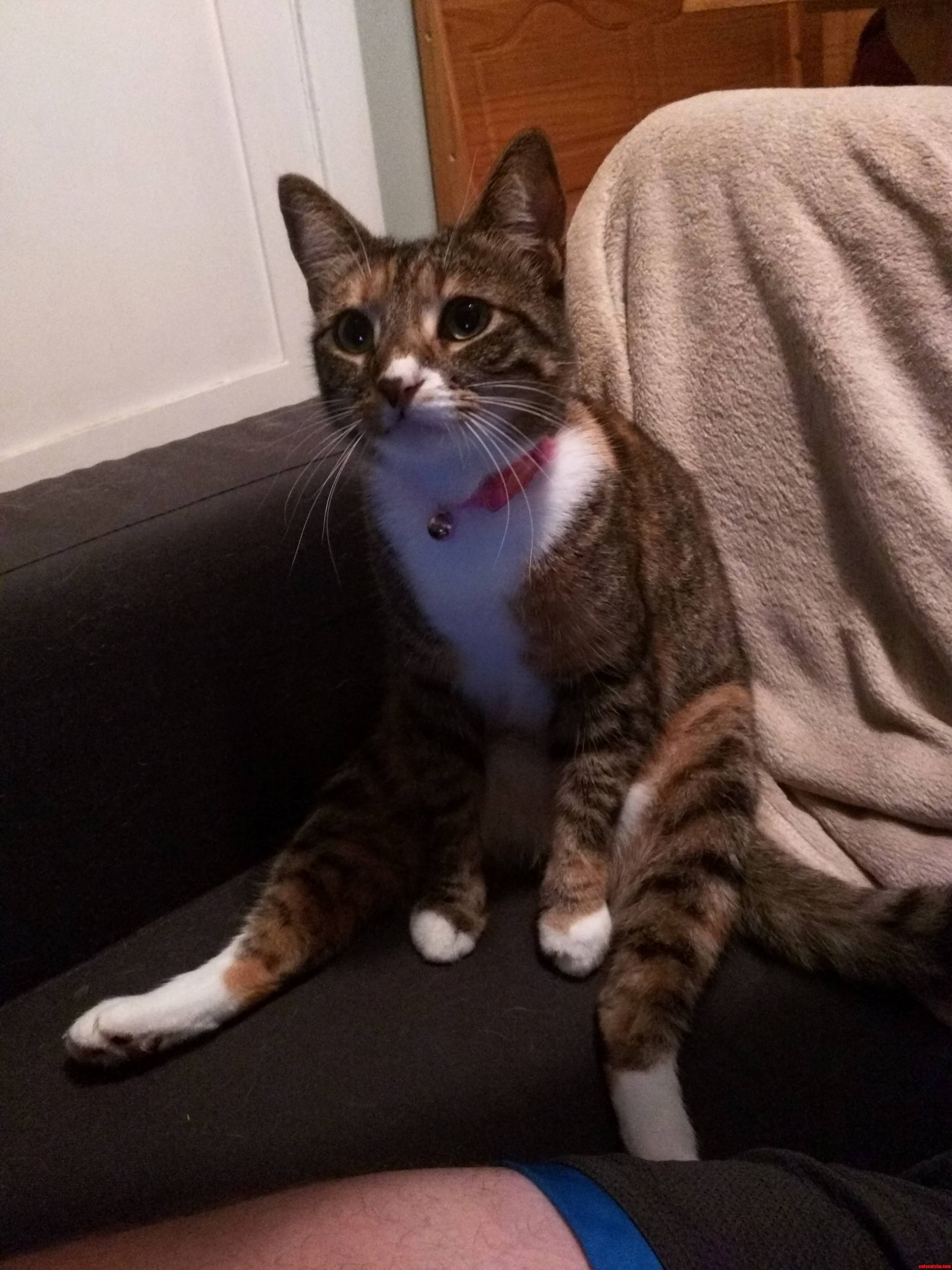 Meet Waffles. Sometimes She Forgets How to Cat.