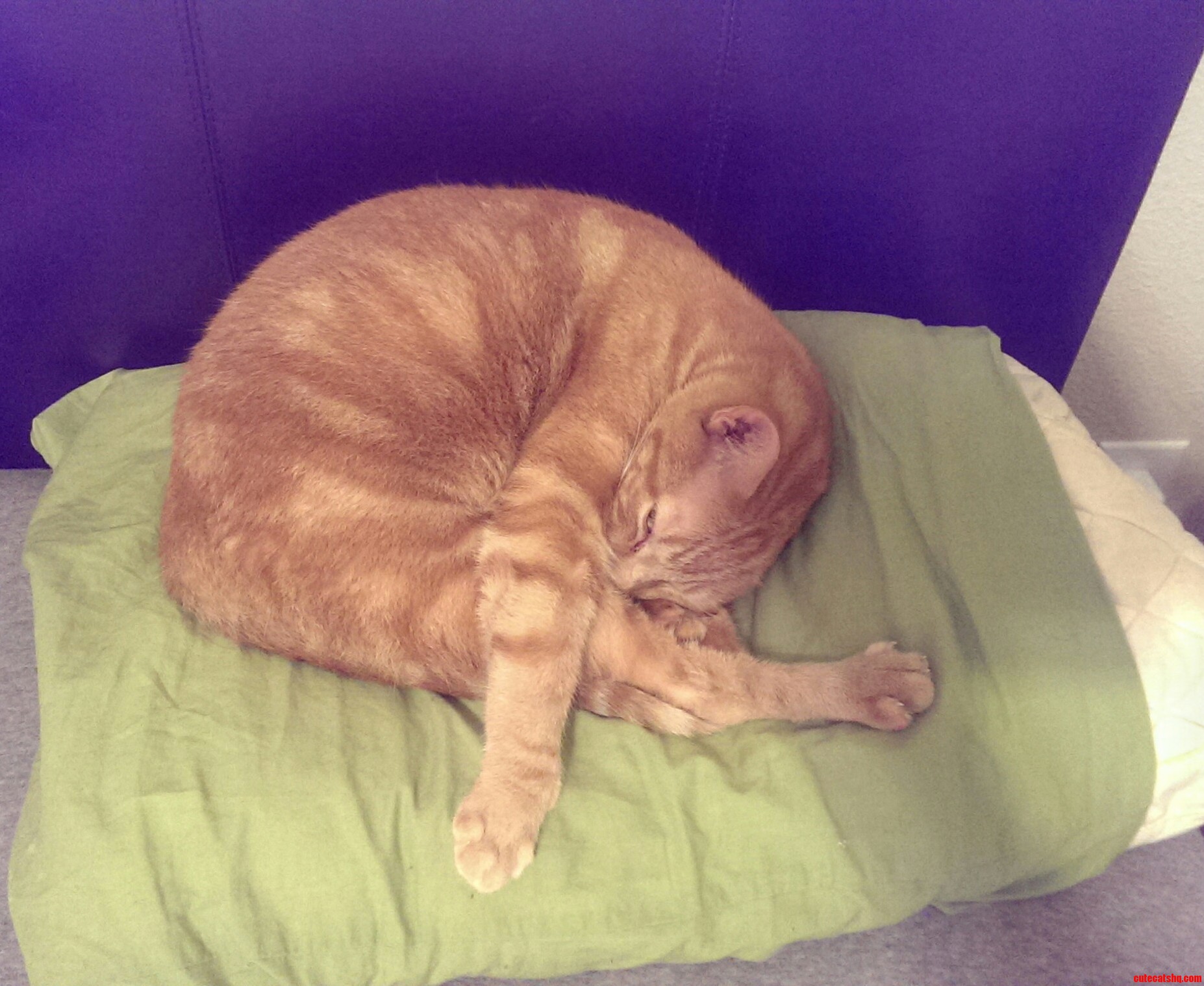 Momo Always Seems to Like Sleeping My Pillow Exclusively.
