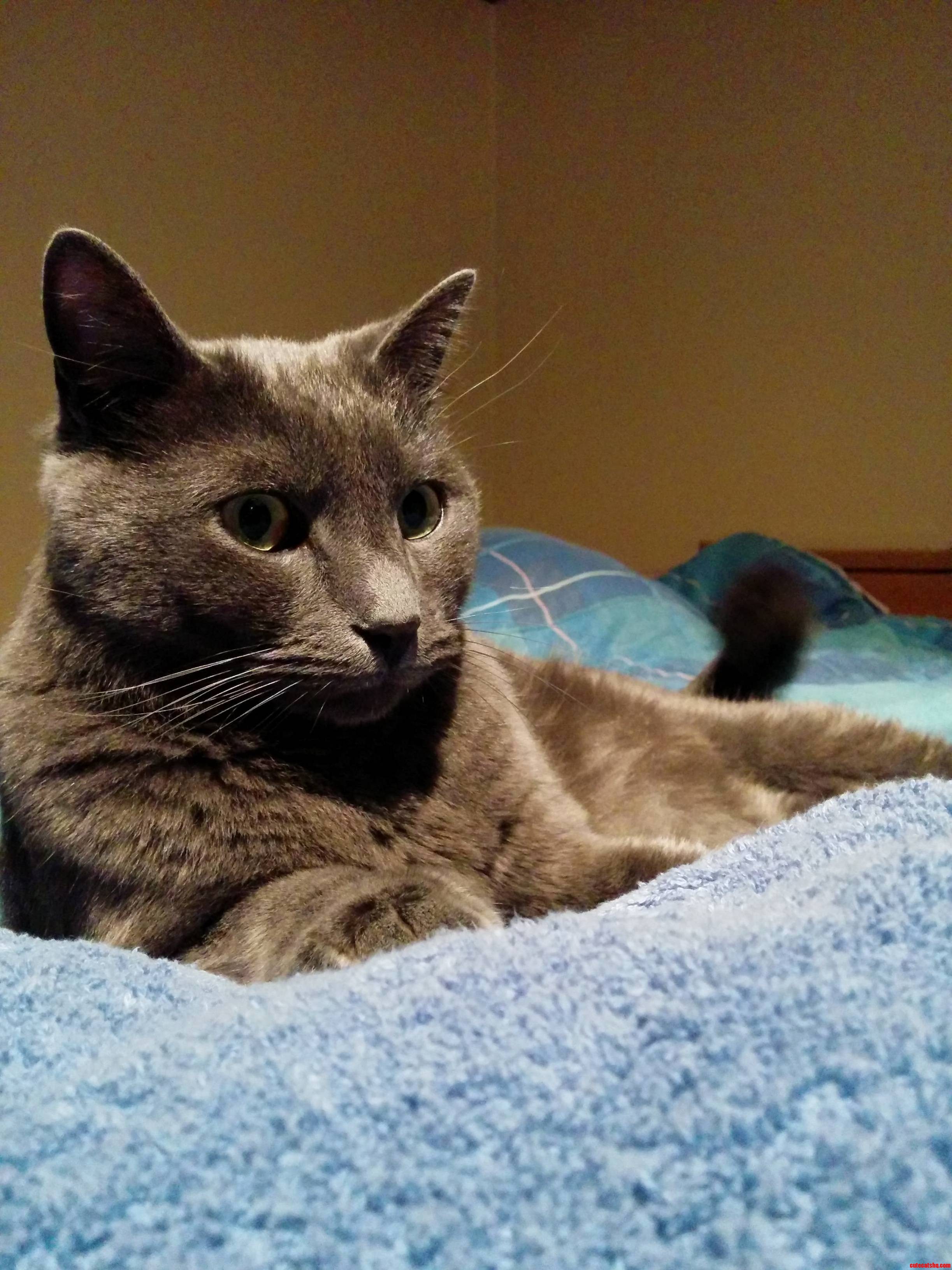 Mr. Tom