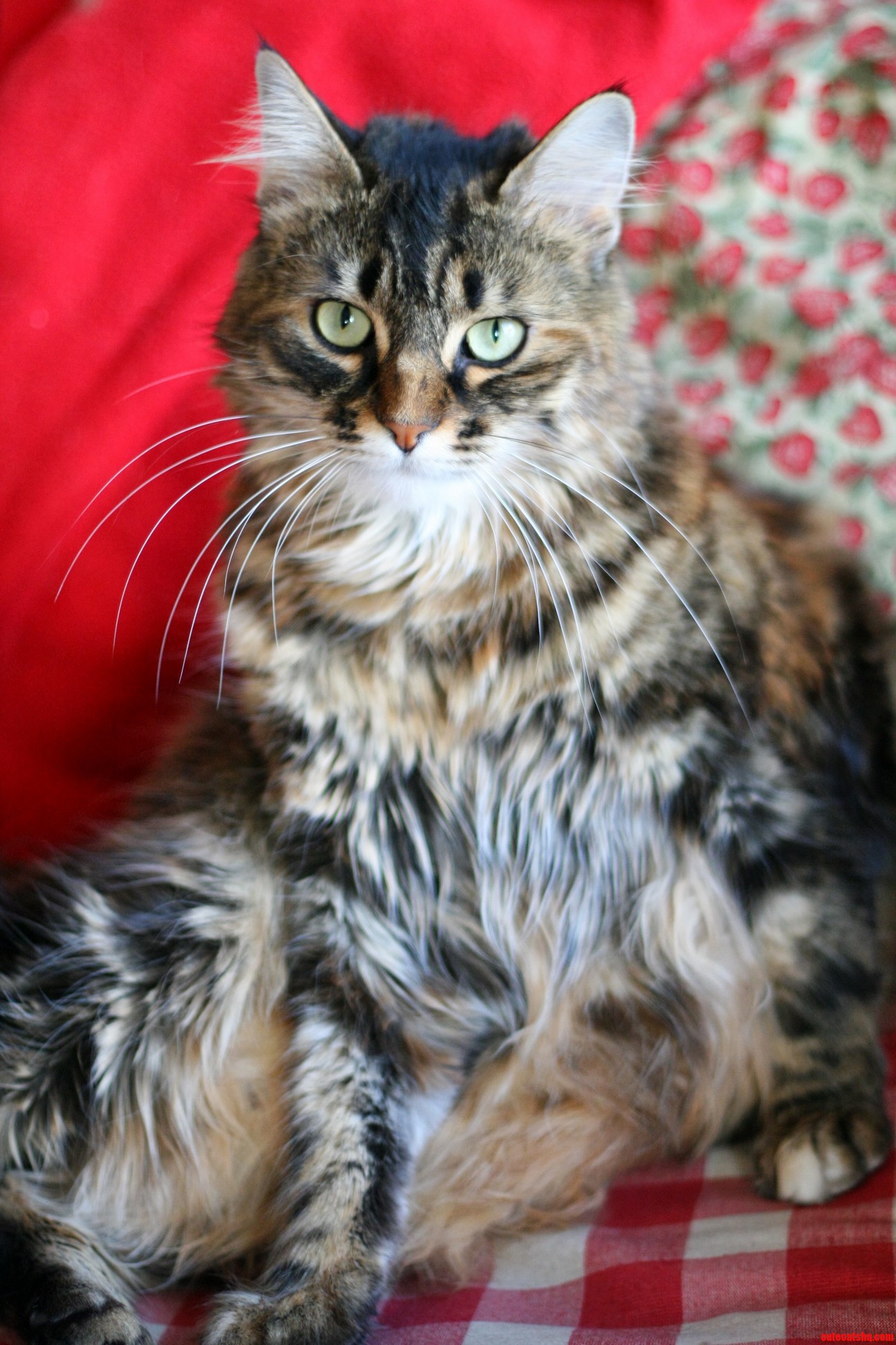My Cat Sam