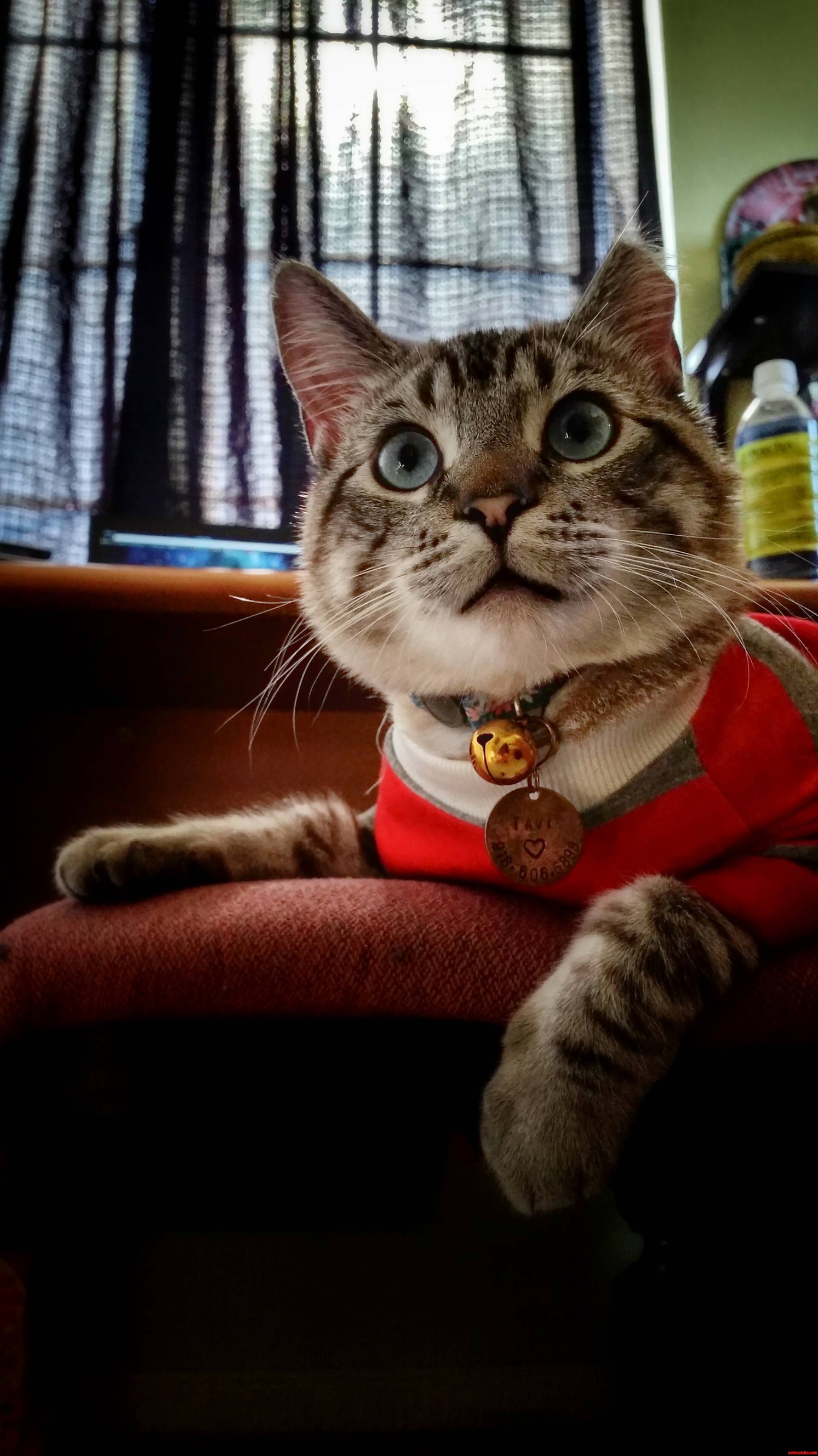 My Cat Actually Really Enjoys Wearing His First Shirt. Here He Is Looking As Handsome As Ever.
