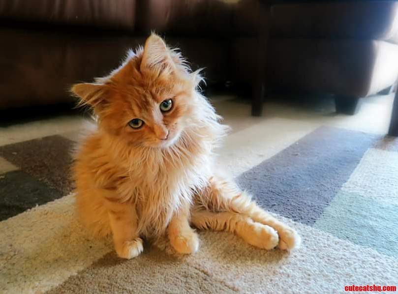 My Cat Cornelius When He Was Little