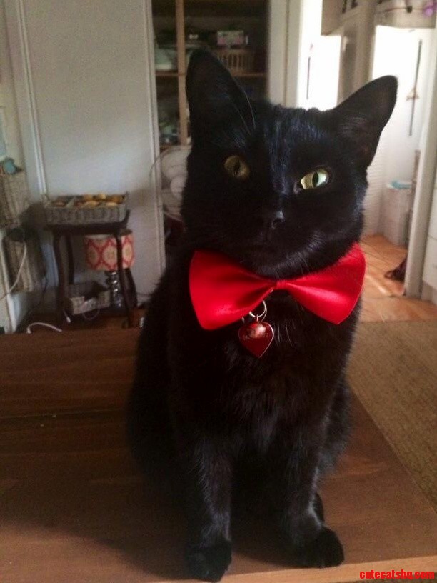 My Cat Donut Dressed Up for Black Friday