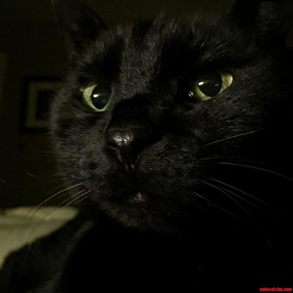 My Cat Is 13 Years Old Clever Evil Manipulative and Beautiful. This Is How Spite Ages a Cat.