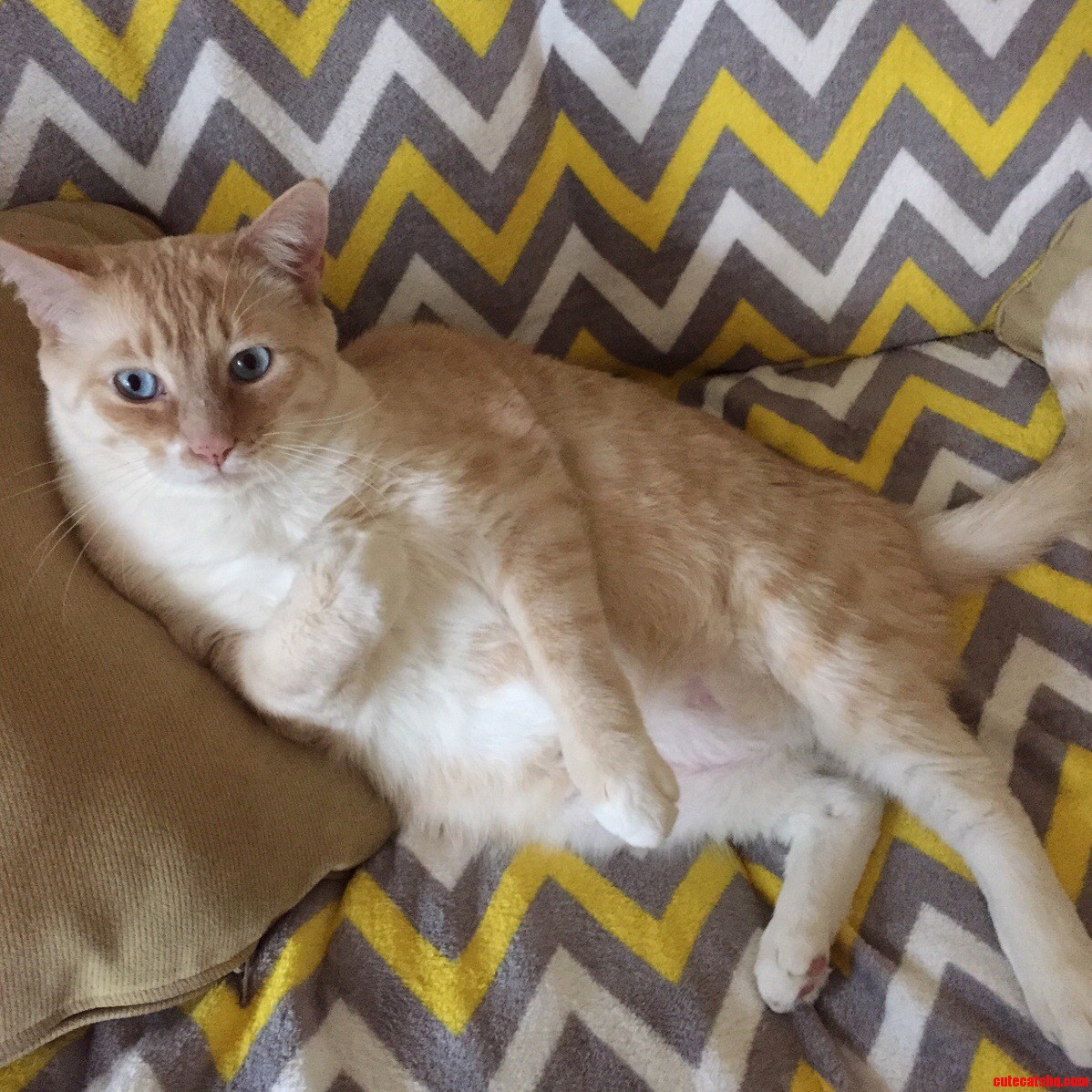 My Cat Is Basically Human.