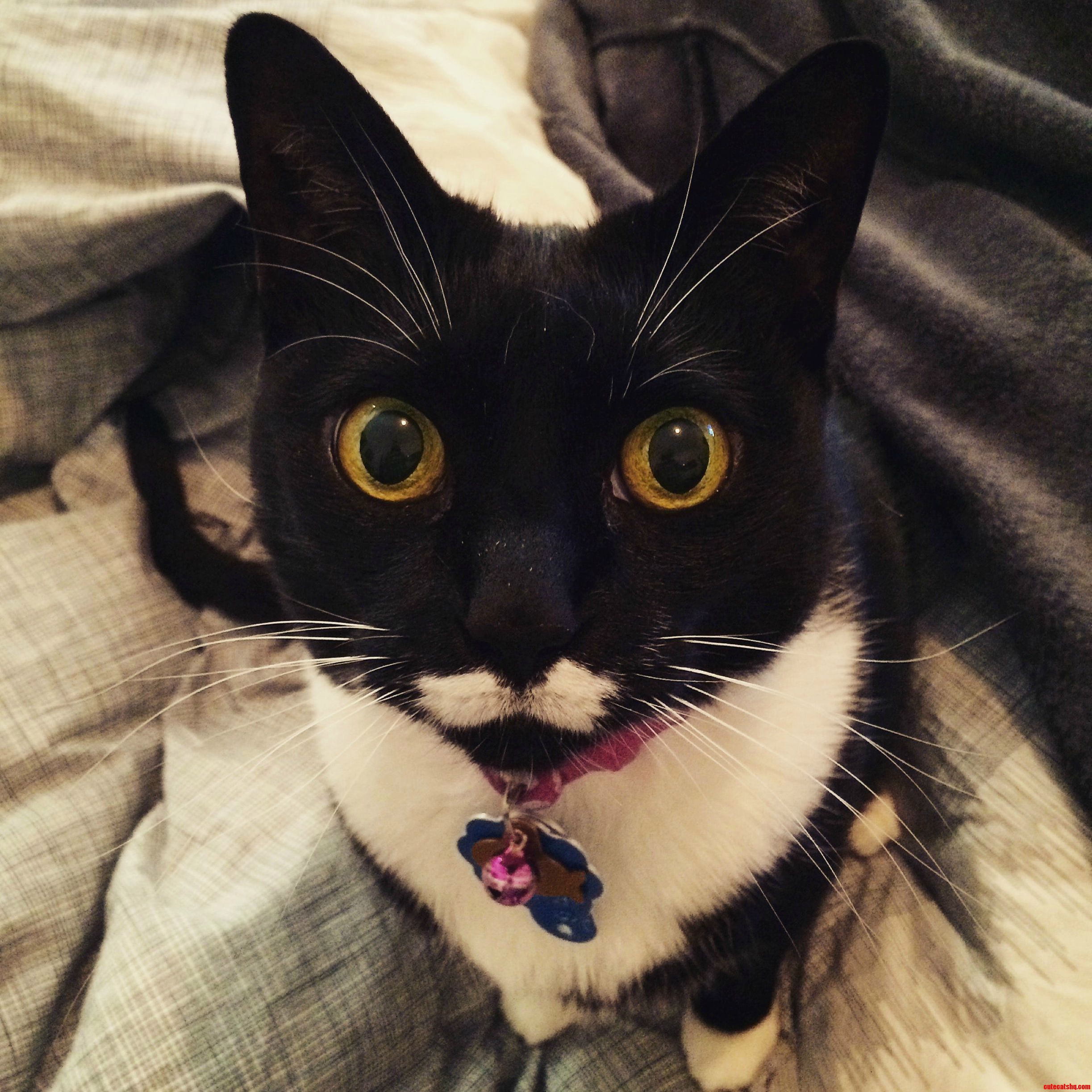 My Cat Mosby. She Has Pretty Eyes.