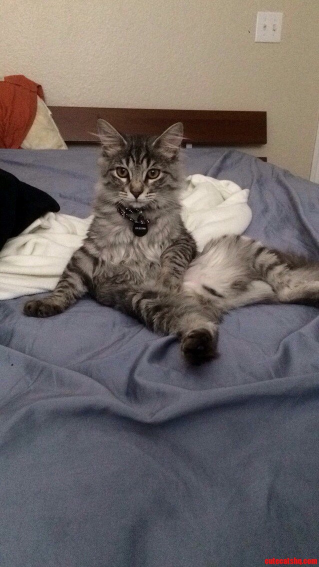My Cat Sitting Like a Weirdo
