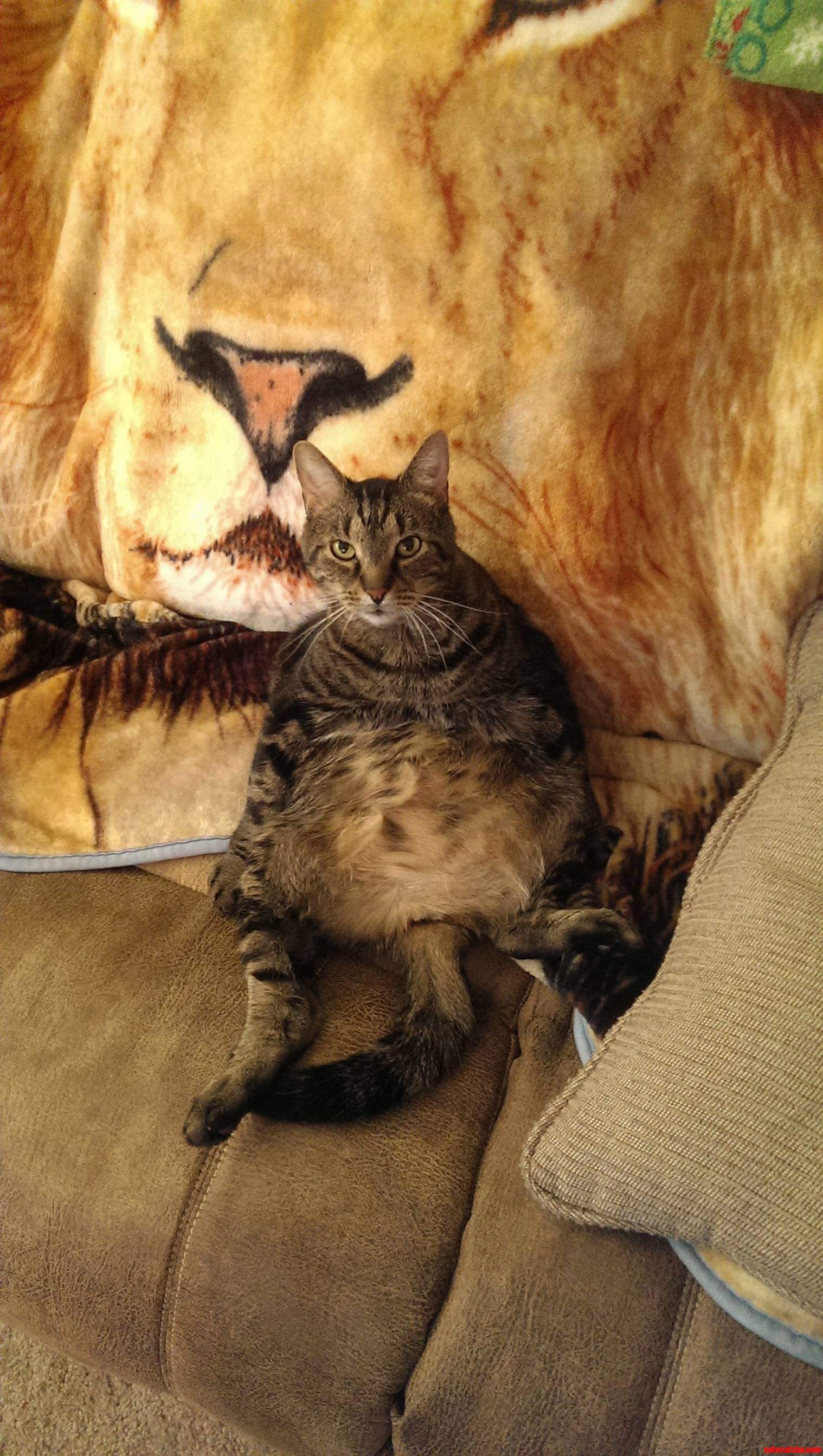 My Cat Tigger Today