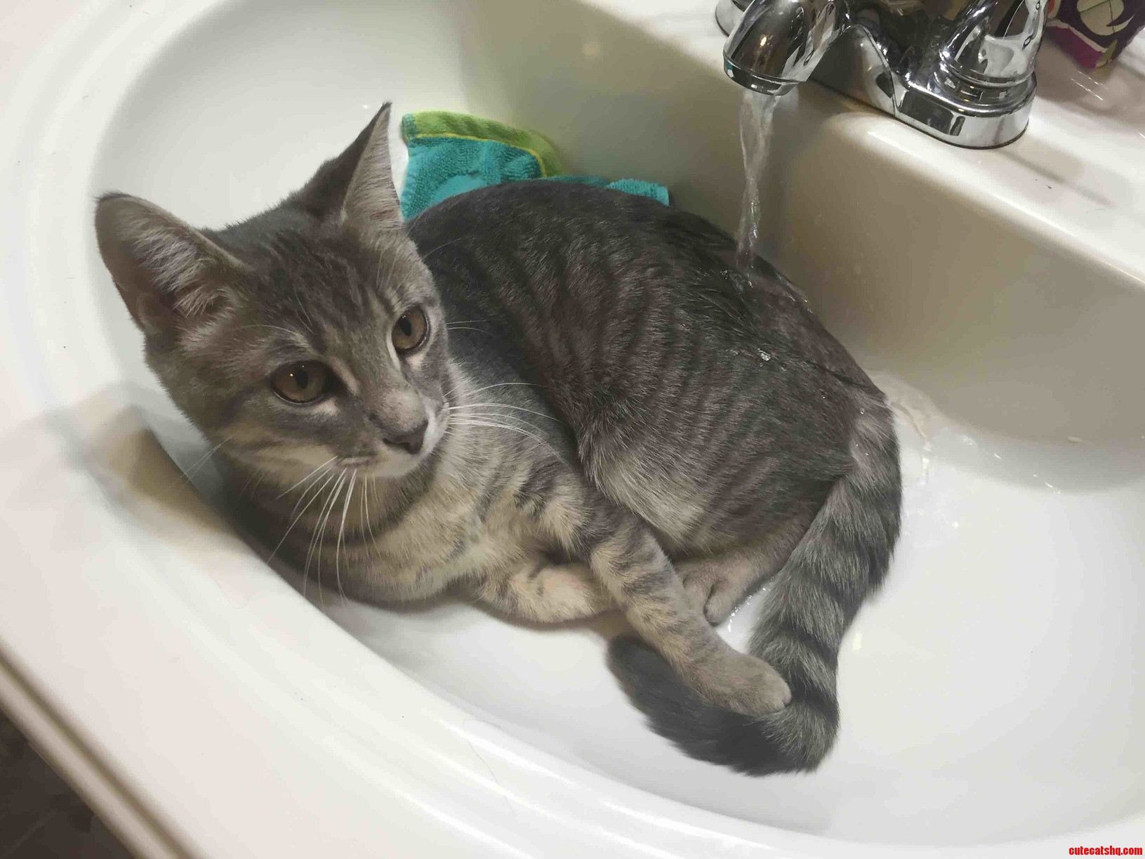 My Cats Favorite Place to Sleep She Wont Even Move When You Turn on the Water
