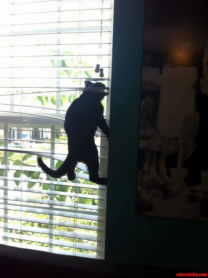 My Friends Cat Today...