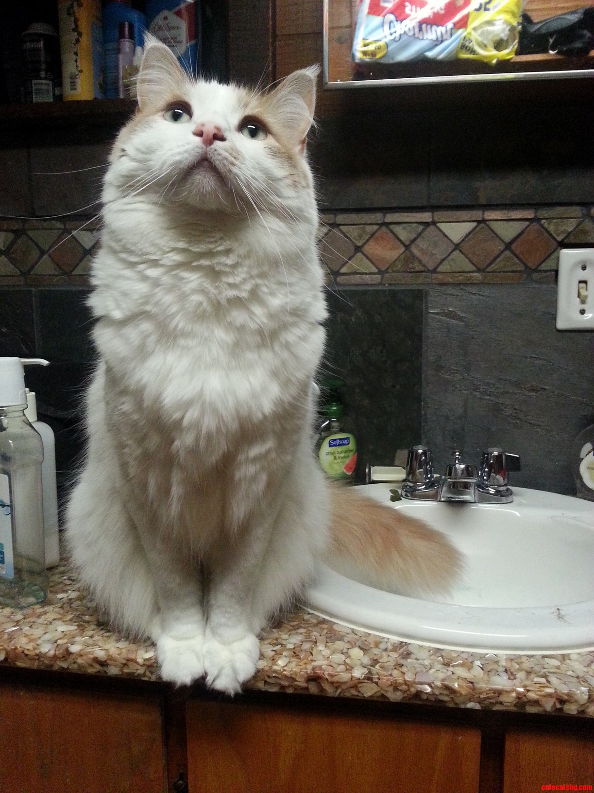 My Handsome Boy Guarding Me While I on the Toilet.