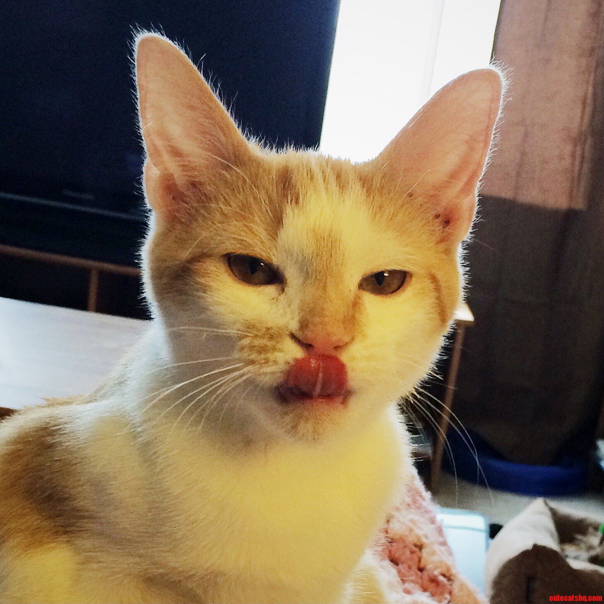 My Kitten Linus Seems to Be Mocking Me...