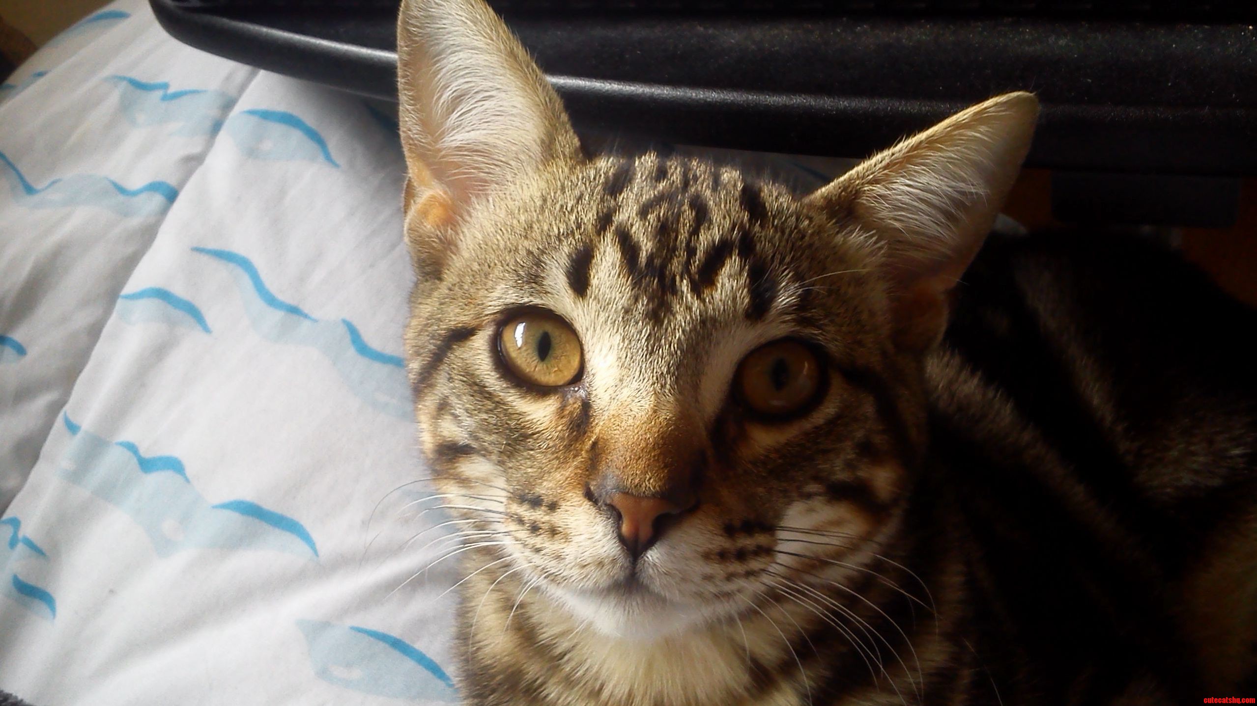 My Little Citty Bahati