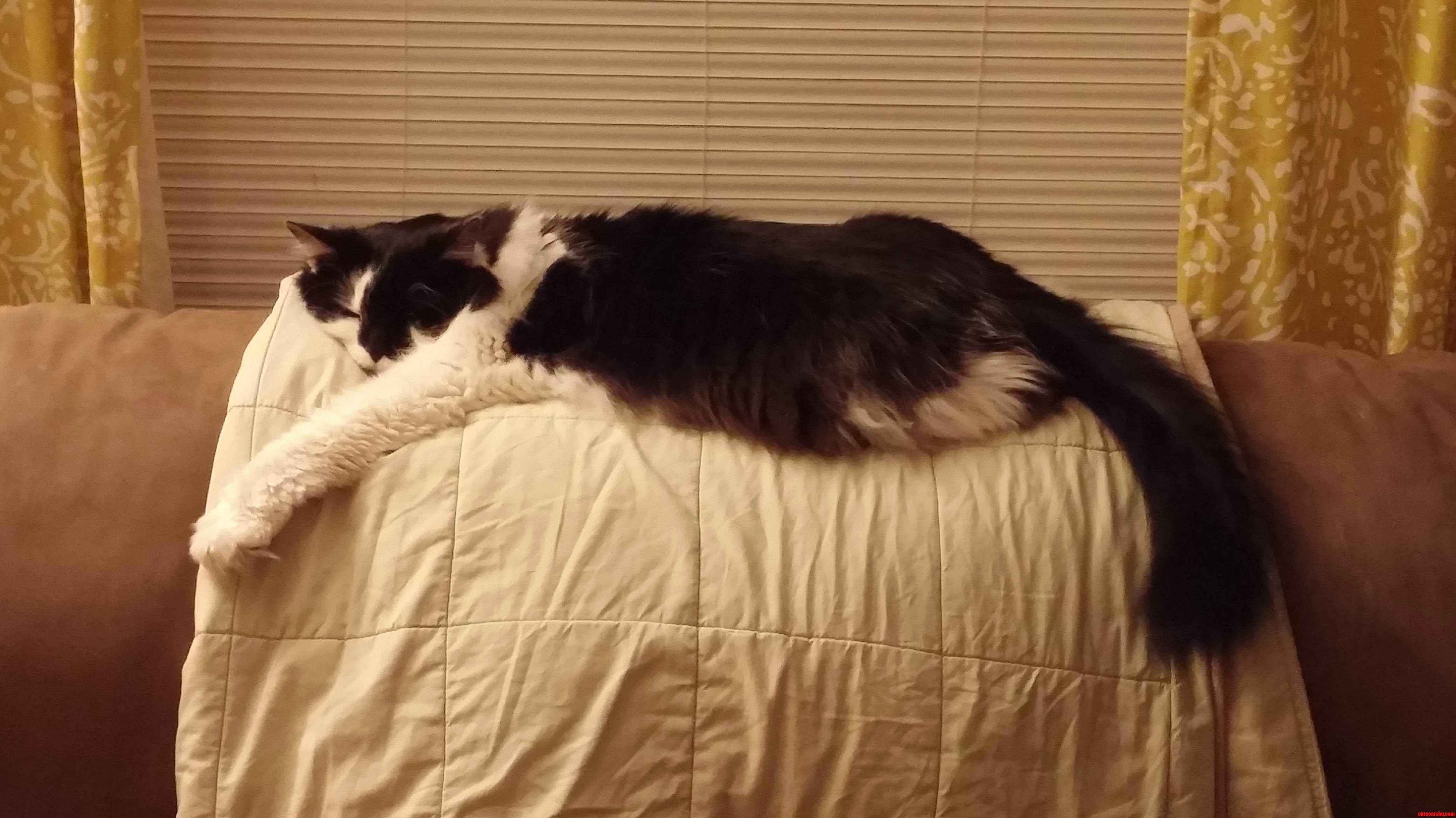 My Long Cat.