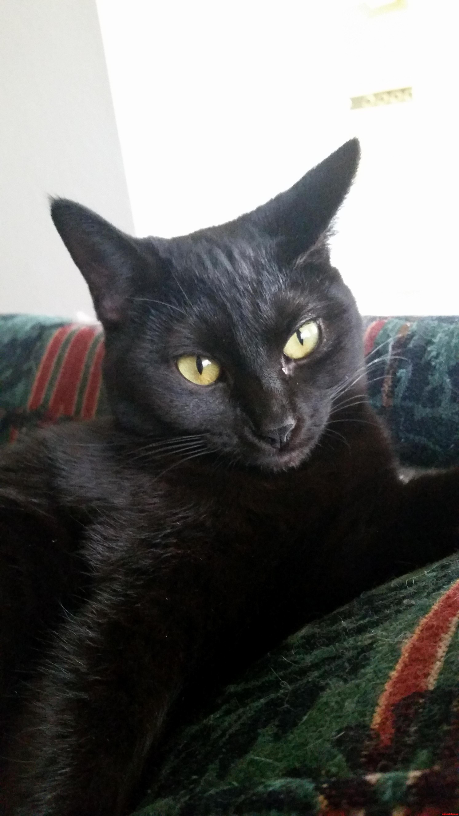 My New Cat Sasha. I Adopted Her on Friday the 13th