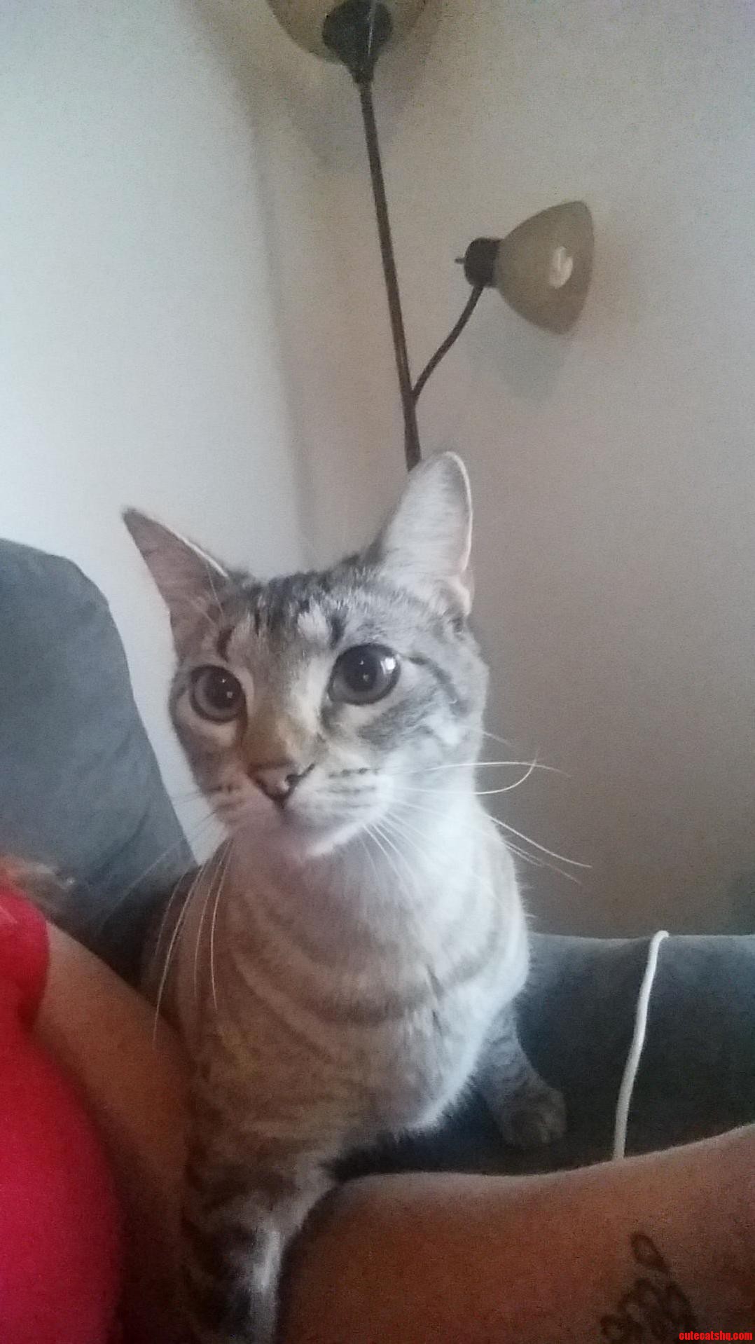 My New Fur Baby