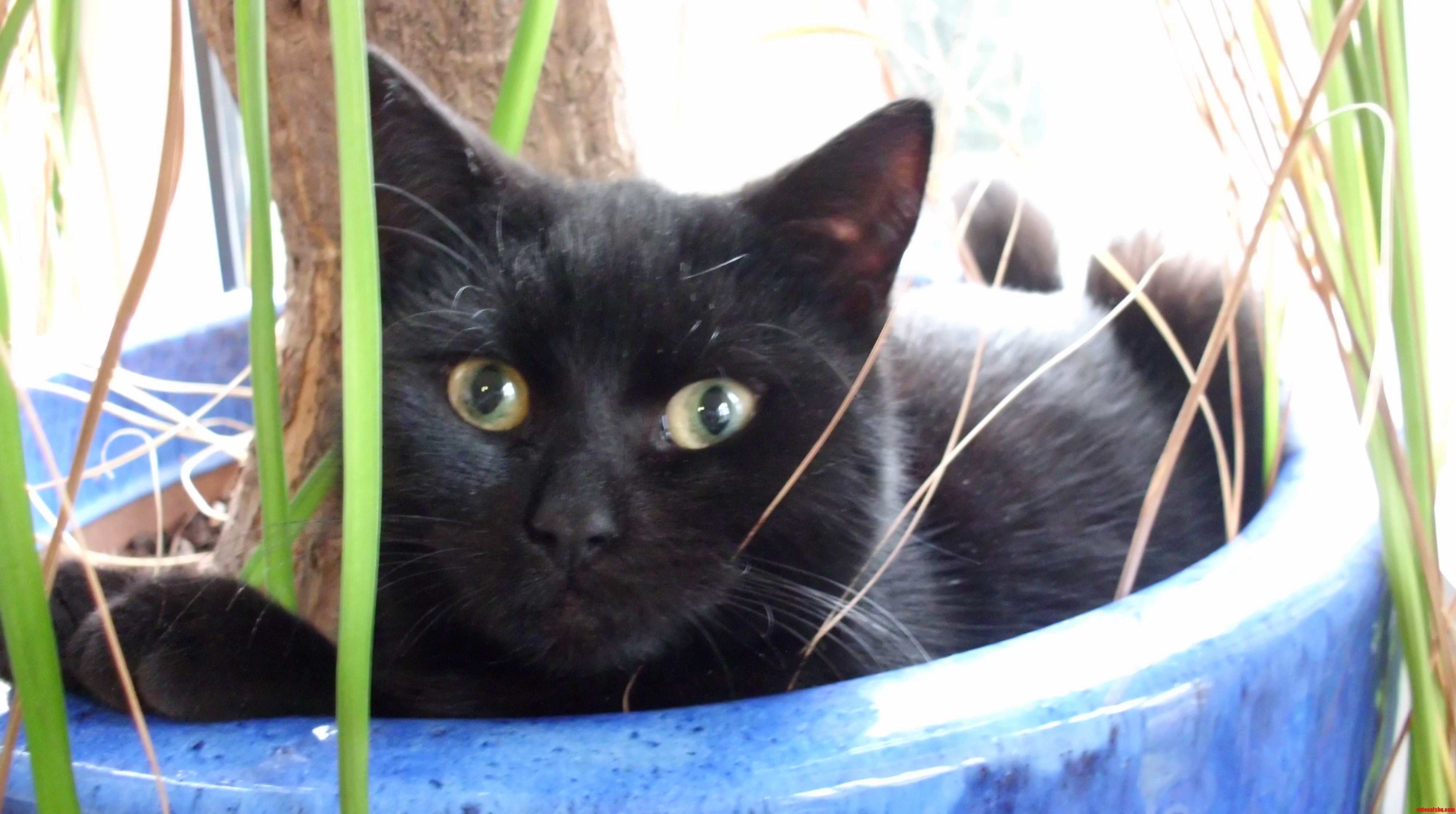 My Plant Feels Much Better Now After Its After-cat Experience