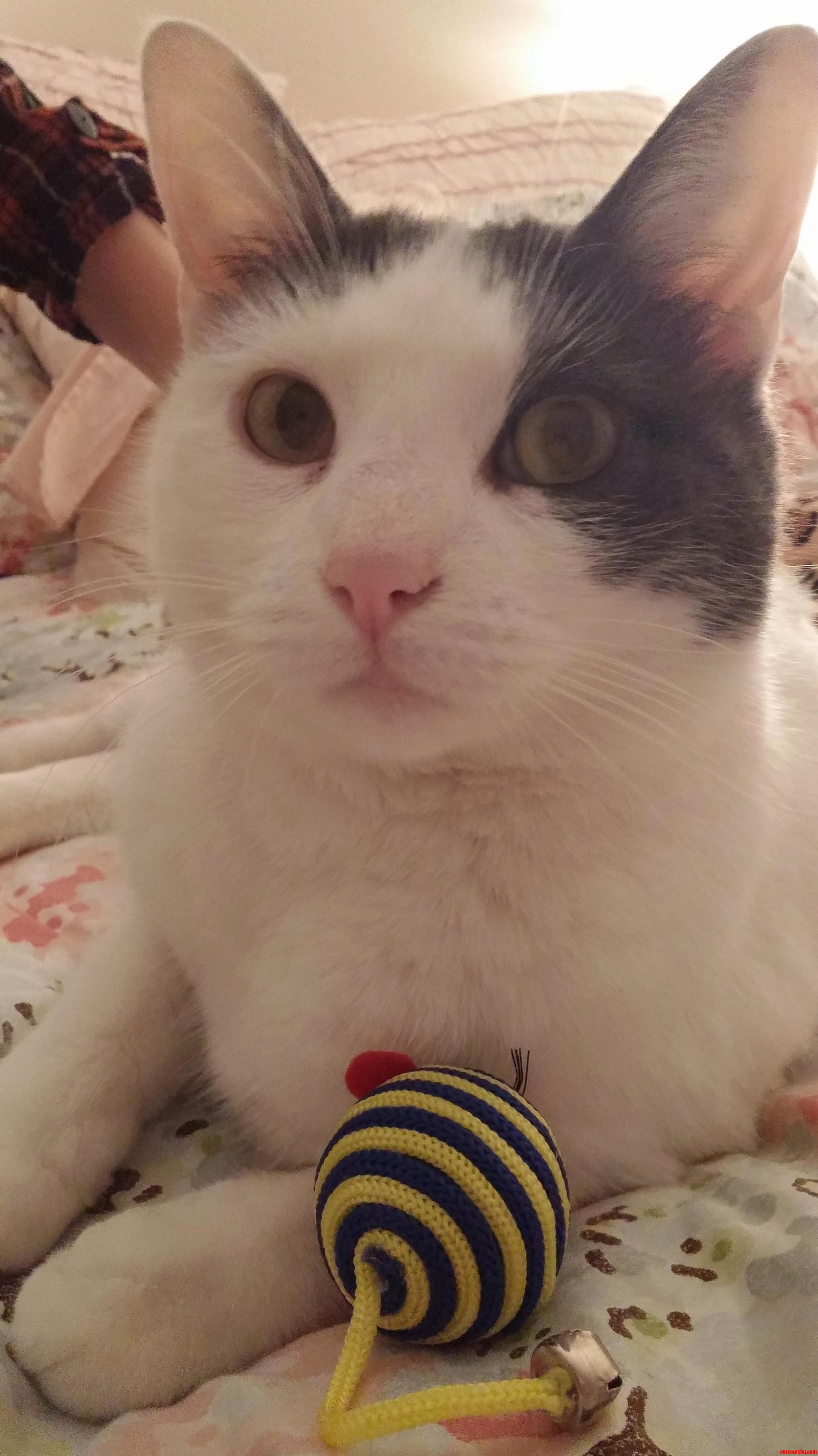 My Sister Just Adopted This Cutie. Meet Biscuit