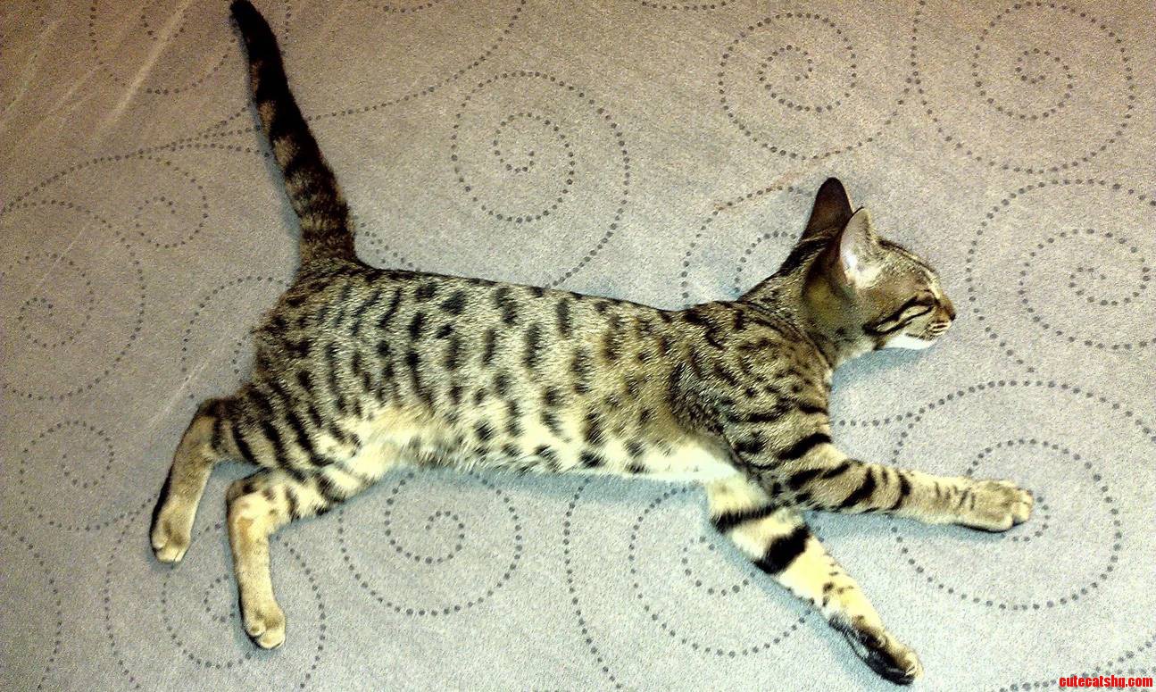 My Sleeping Savannah Looks Frozen in Mid Stride