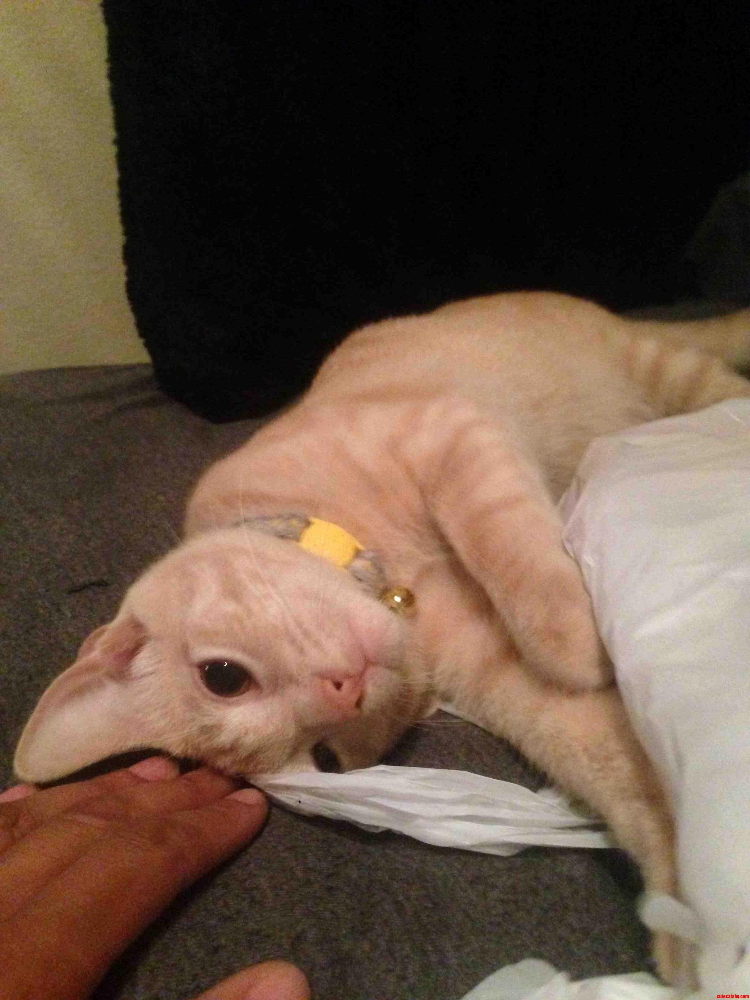 My Smoking Buddy
