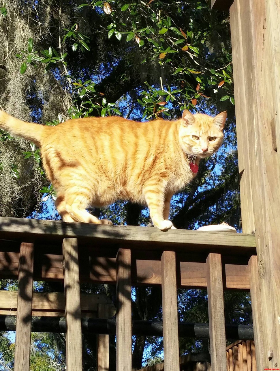 Neighborhood Friend Stopping by the Cafe for a Treat.