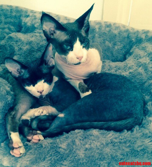Nucky Tommy