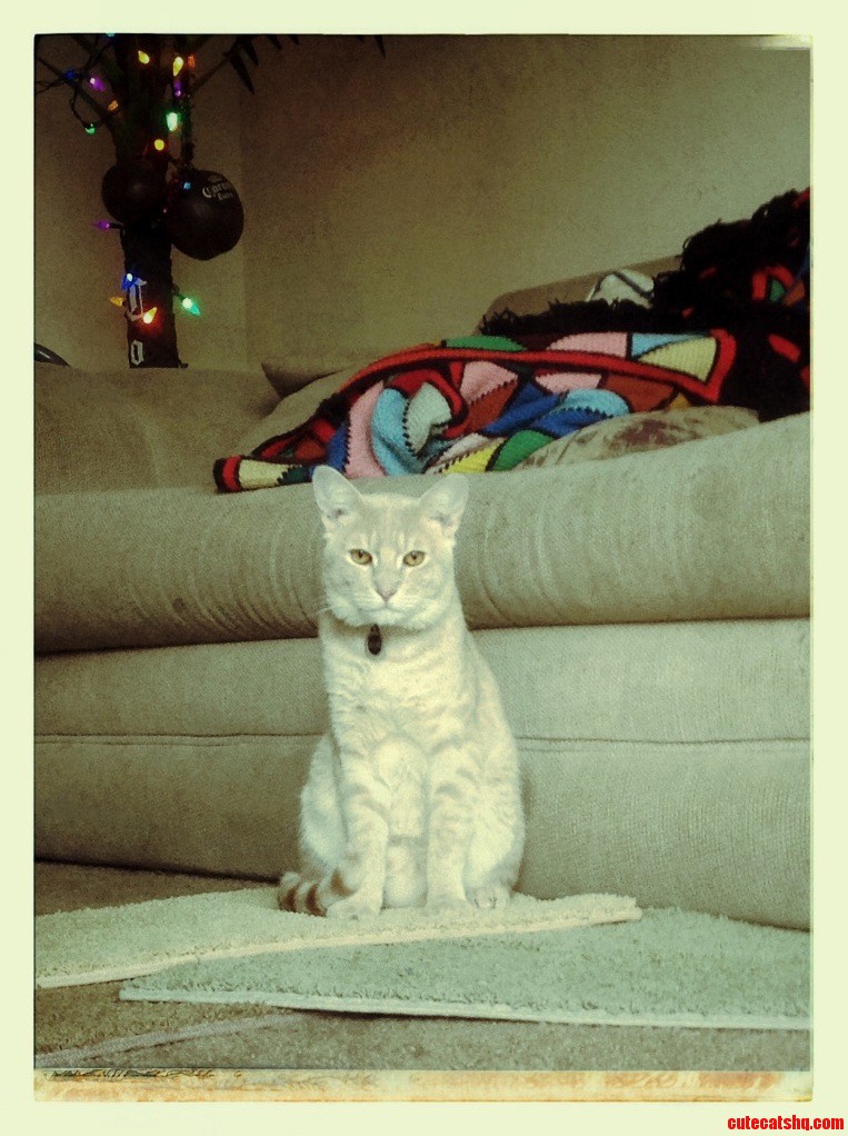 Oliver Stares at Me.