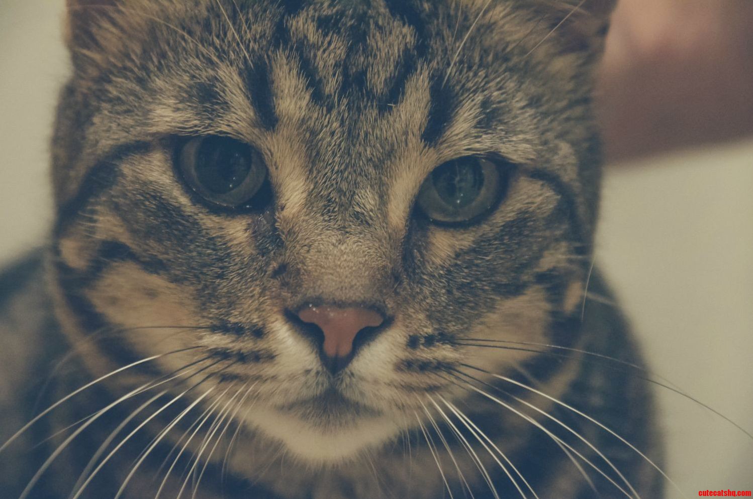 Our Stray Dorm Kitten Diablo