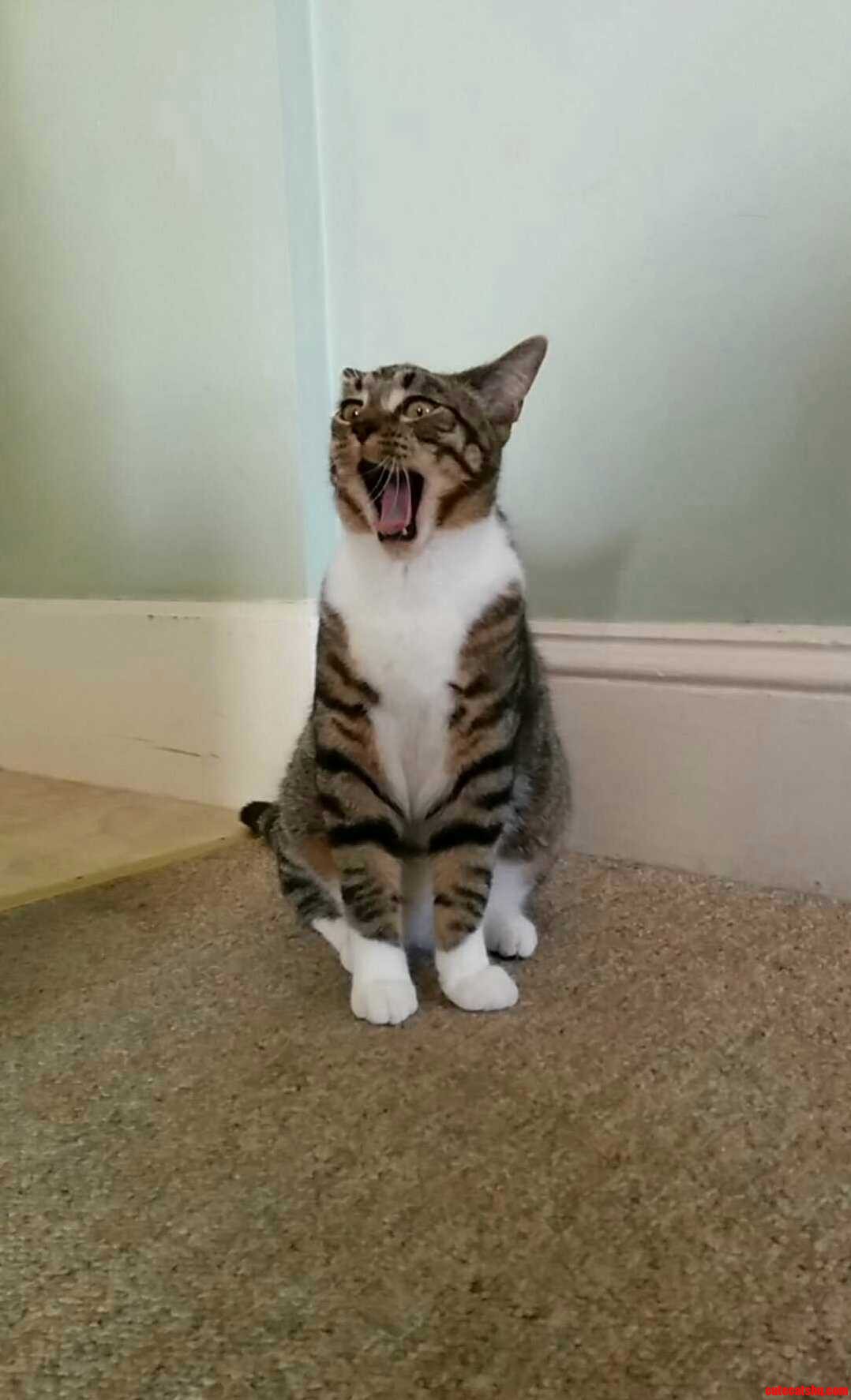Rawr..