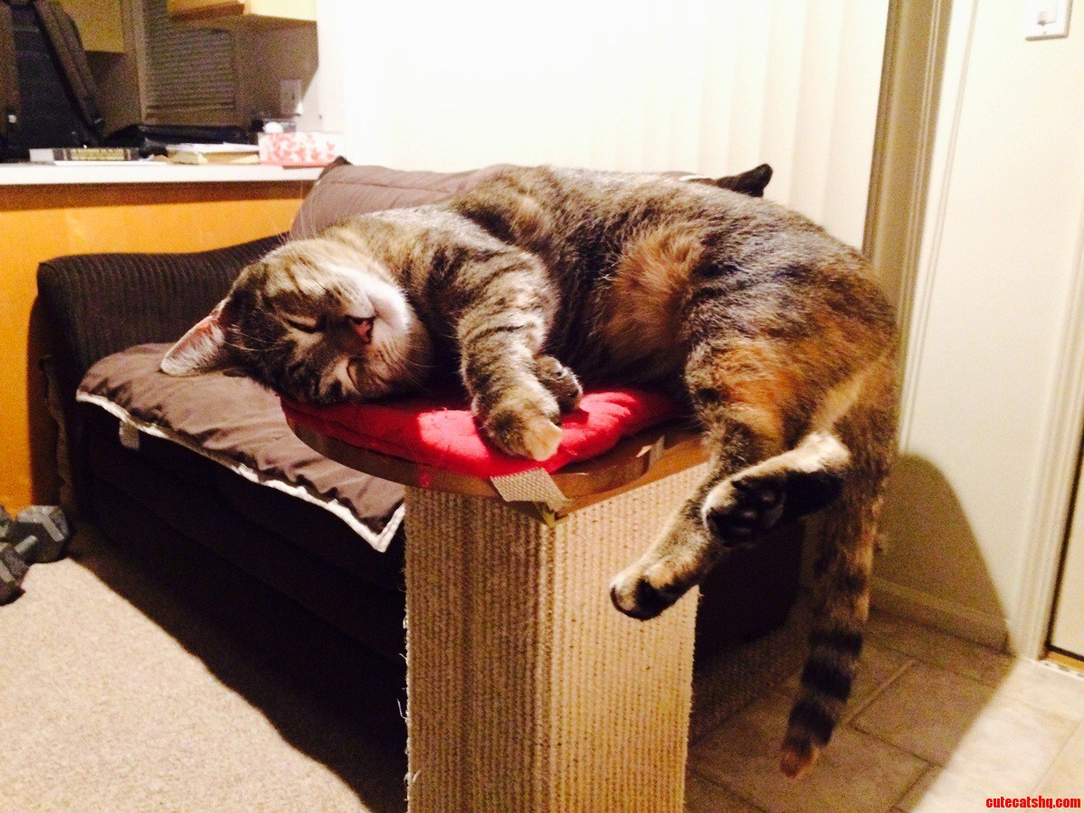 Rough Kitty Life.