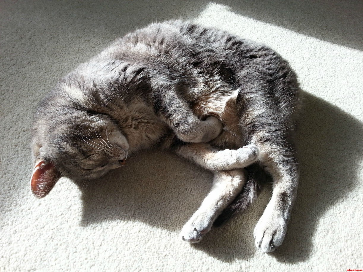 Sam Warming His Old Bones in the Winter Sun 16 Year Old Boy