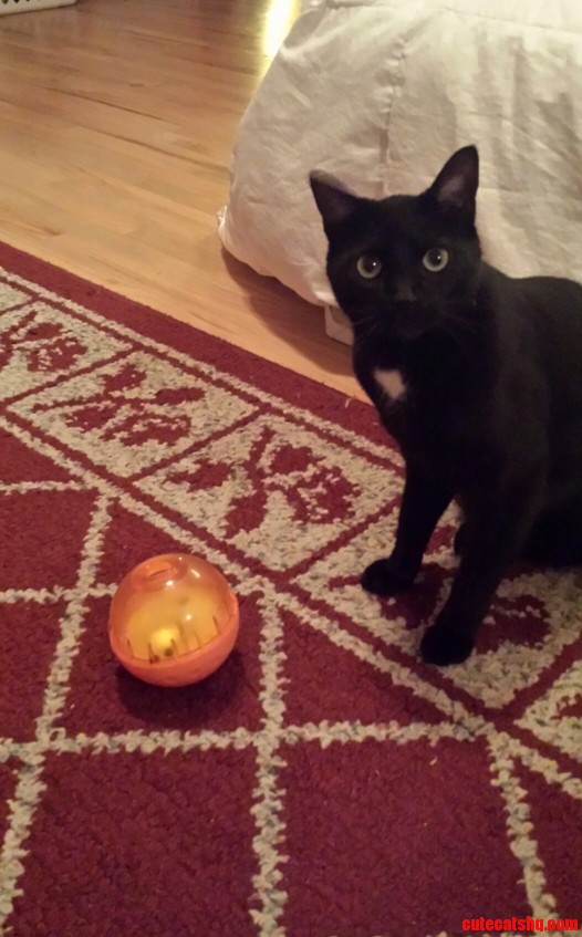 Sancho Loves His Treat Ball