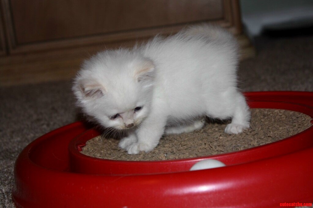 Seven Weeks Old